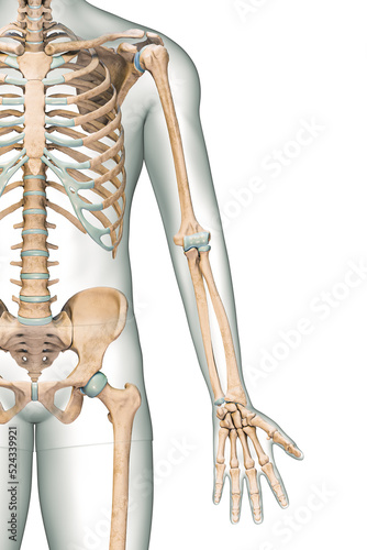 Accurate anterior or front view of the arm or upper limb bones of the human skeletal system with male body contours isolated on white background 3D rendering illustration. Anatomy, osteology concept. photo