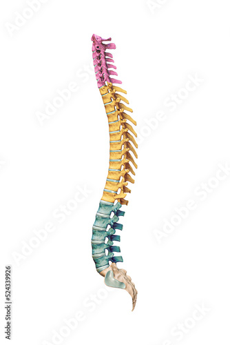 Lateral or profile view of accurate human spine bones with cervical, thoracic and lumbar vertebrae in color isolated on white background 3D rendering illustration. Anatomy, osteology concept. photo