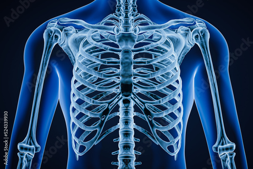 Fototapeta Anterior or front view of accurate human rib cage close-up with adult male body contours on blue background 3D rendering illustration