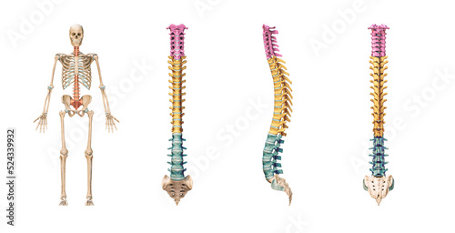 Accurate spine or spinal column bones with lumbar, thoracic and cervical vertebrae in color isolated on white background 3D rendering illustration. Anterior, lateral and posterior views