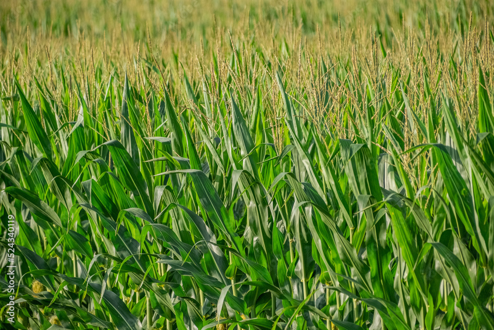 Obraz premium rows green corn in a field