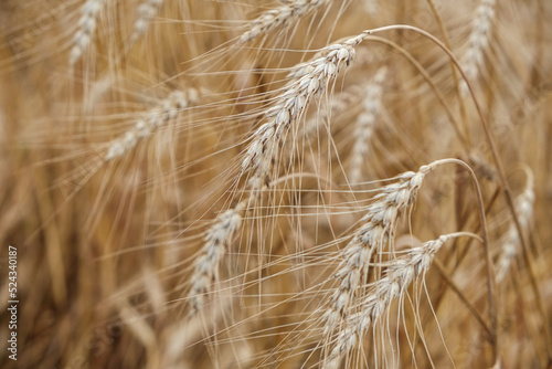 Rural landscape of a ripening harvest, Ripe wheat background close up