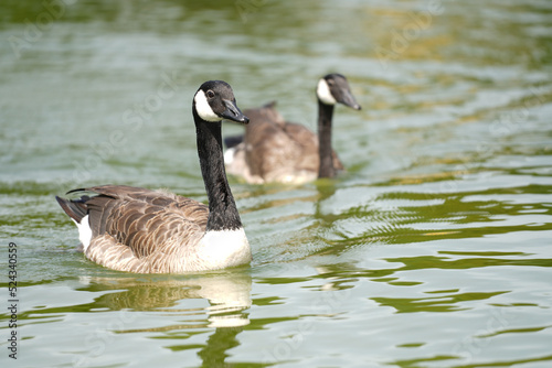 Canada goose big bird swimming on water