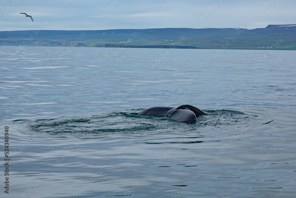 Obraz premium Humpback Whale