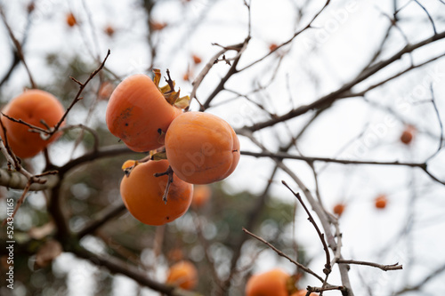 Ripening orange persimmons growing on an autumn tree