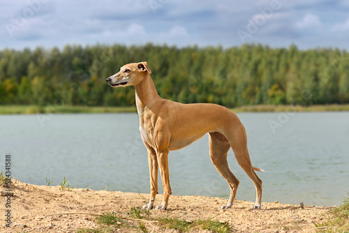 Beautiful English Whippet