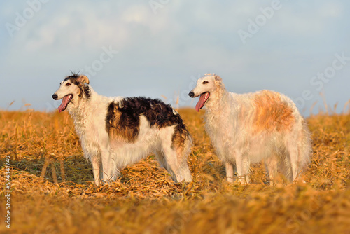 Two beautiful russian borzoi dogs
