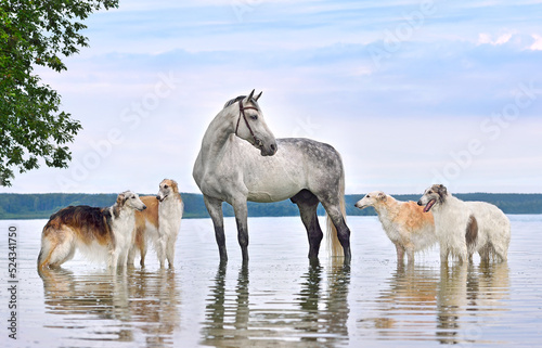 Fototapeta Naklejka Na Ścianę i Meble -  Beautiful russian borzoi dogs with gray horse