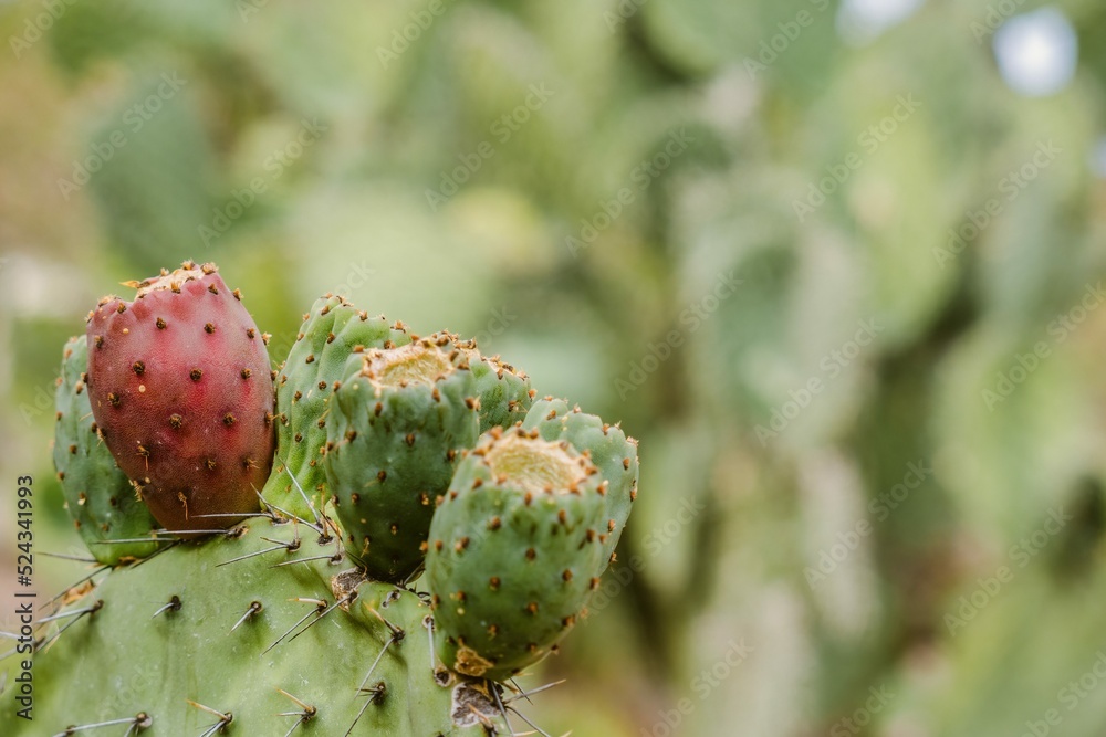 Opuntia Nopales and cactus in mexico to background or wallpaper Opuntia Nopales and cactus in mexico to background or wallpaper