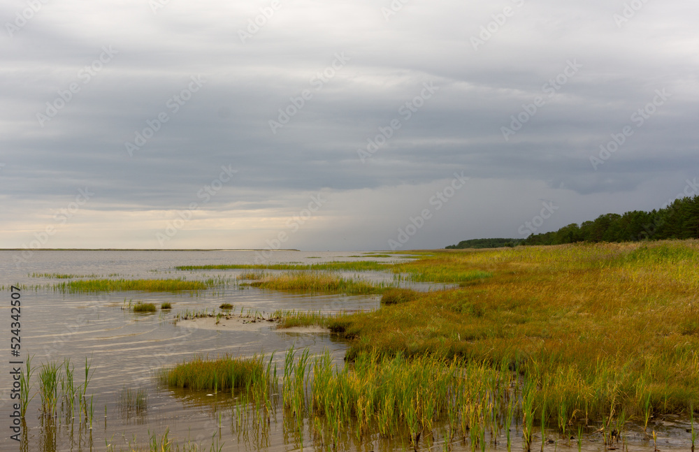 Reed-covered shore of the White Sea. Water, clouds, grass, bushes in the distance.