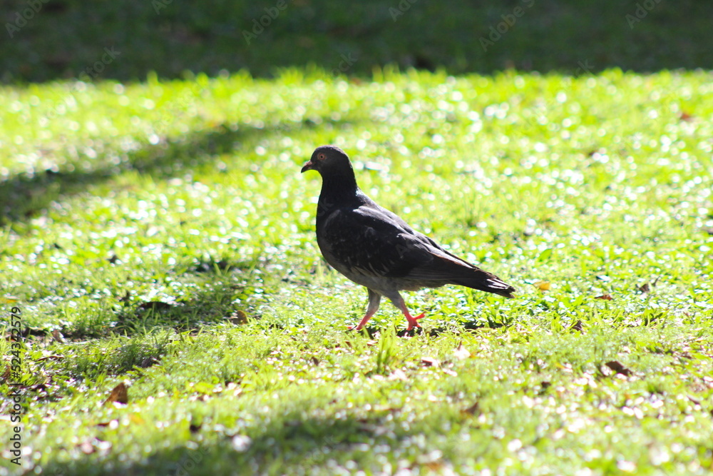 Obraz premium pombo caminhando na grama do parque, ave caminhando no gramado, pombo no chão do parque
