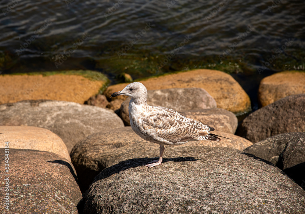 Photography of seagull, rocks, sea, bird, argentatus Photography of seagull, rocks, sea, bird, argentatus