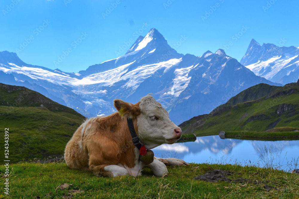 Cow on the  lake Balchapse in Grindewald.,Switzerland