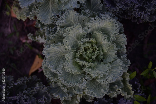 High quality photo, macro photography, gradient background, ornamental cabbage, green cabbage, headless (Brassica oleracea var. acephala), purple cruciferous family