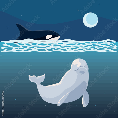 whales orca and beluga
