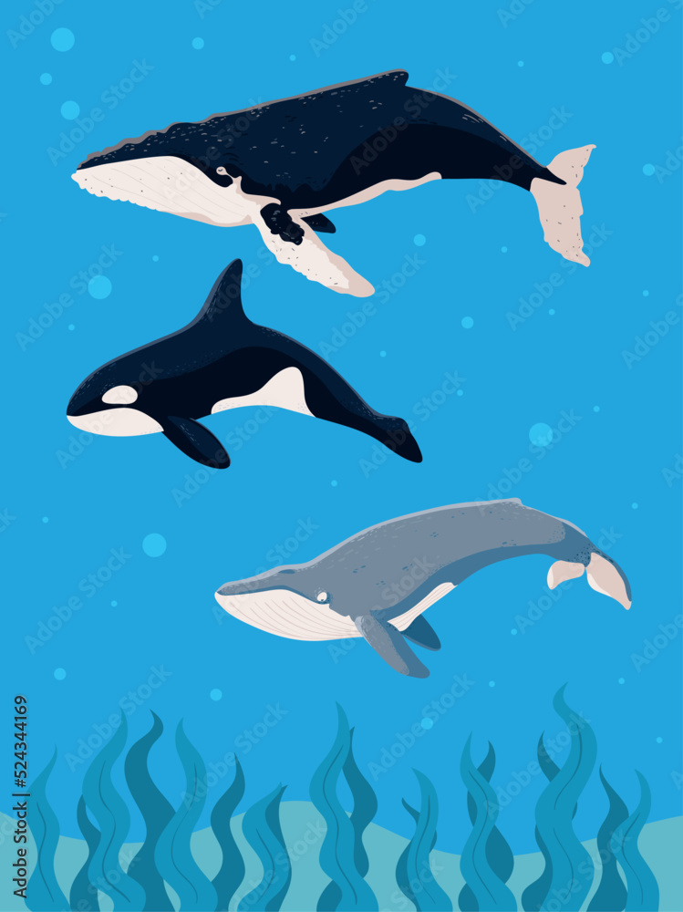 Fototapeta premium underwater whales sea life