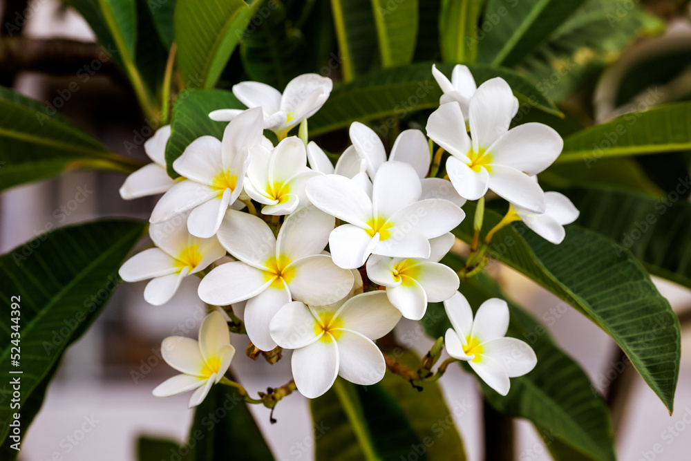 Bunch of white Plumeria flowers in bloom in spring time at natural light, exotic tropical plant in Cancun, Mexico Bunch of white Plumeria flowers in bloom in spring time at natural light, exotic tropical plant in Cancun, Mexico