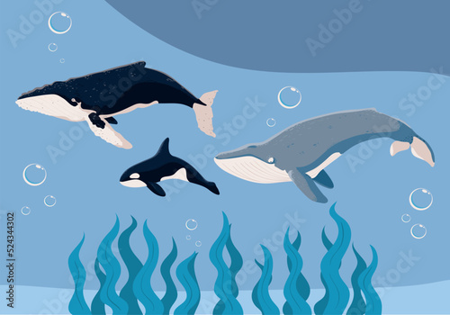 undersea whales and seaweeds