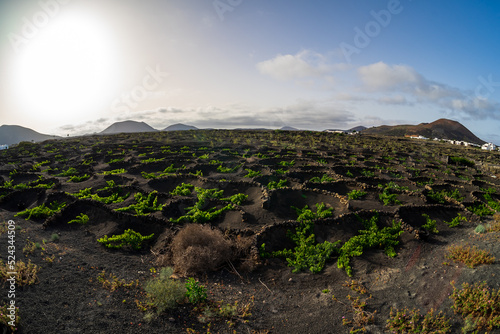Typical vineyards on black lava soil. Lanzarote, Canary Islands. Spain.