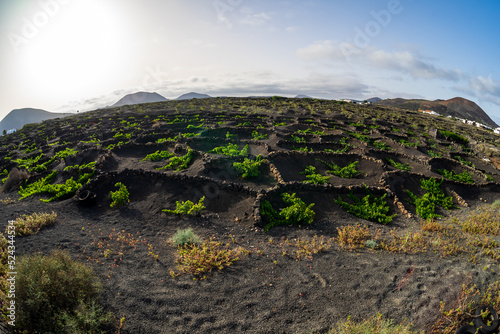 Typical vineyards on black lava soil. Lanzarote, Canary Islands. Spain.