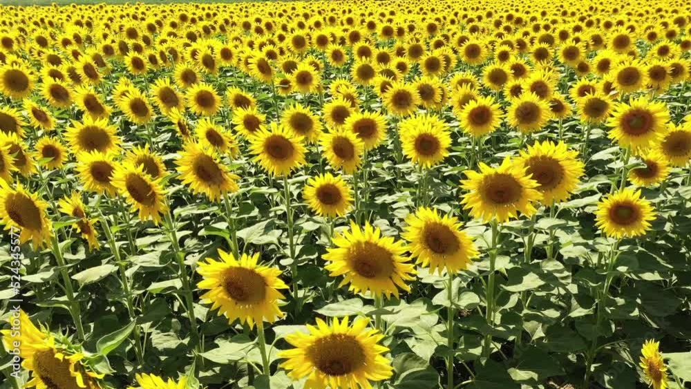 The common sunflower is a large annual forb of the genus Helianthus grown as a crop for its edible oil and seeds. The common sunflower is a large annual forb of the genus Helianthus grown as a crop for its edible oil and seeds.