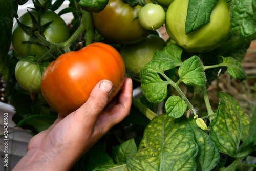 A close up image of a child's hand picking a red ripe tomato from the vine. 