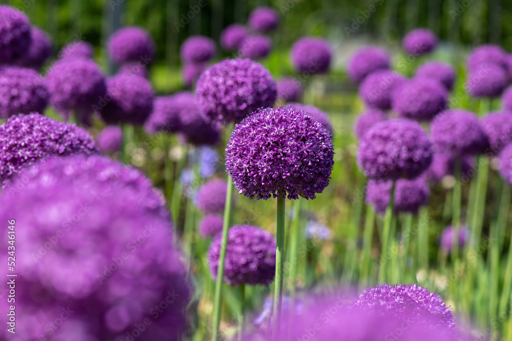 Obraz premium Nice purple ball flower onion at summer day with bee