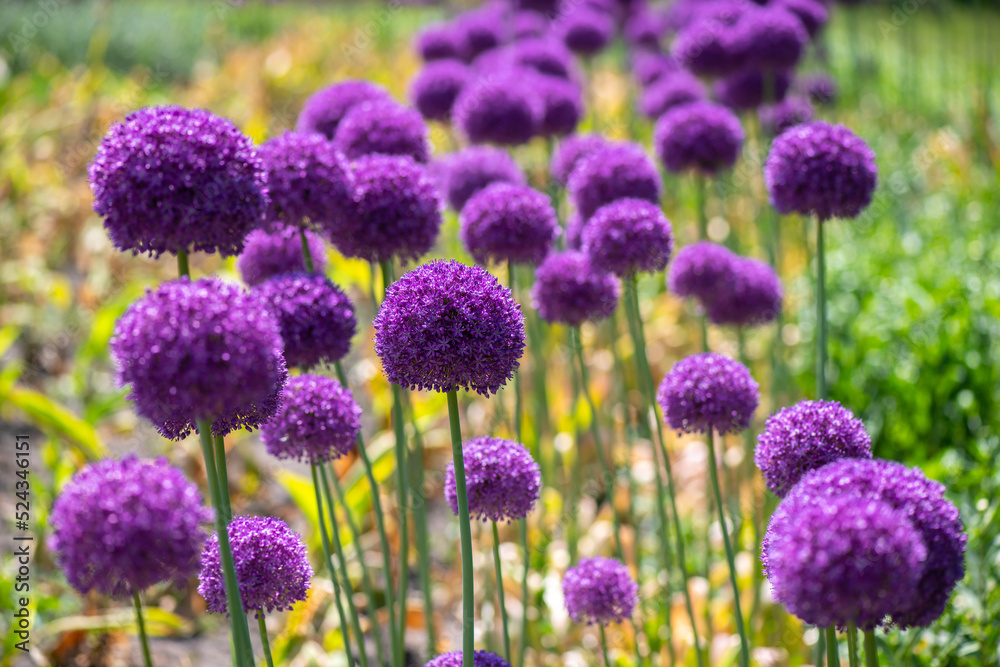 Nice purple ball flower onion at summer day with bee Nice purple ball flower onion at summer day with bee