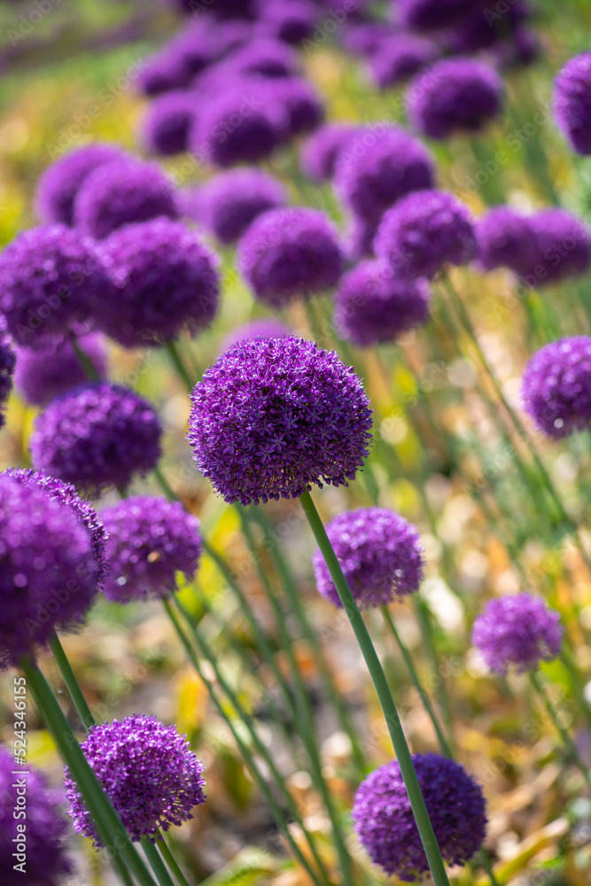 Nice purple ball flower onion at summer day with bee Nice purple ball flower onion at summer day with bee