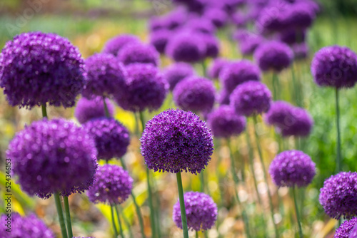 Nice purple ball flower onion at summer day with bee