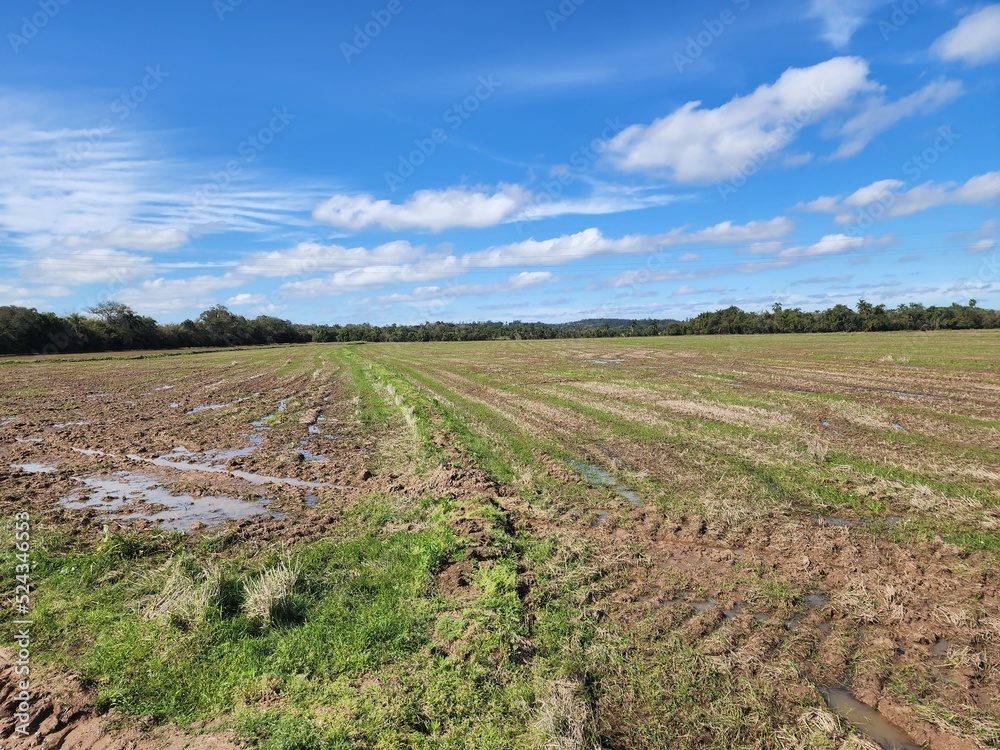 agricultura em terreno molhado