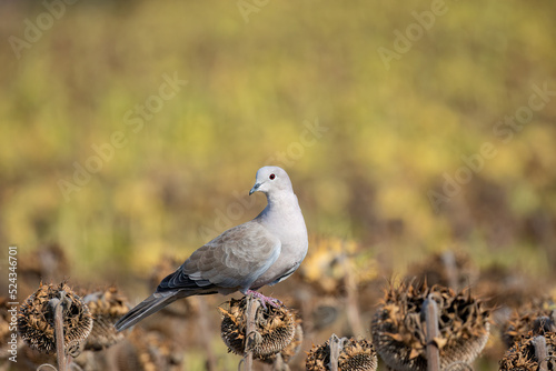 Pigeons eat sunflower seeds