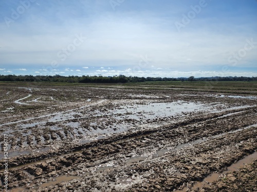agricultura plantação de arroz photo