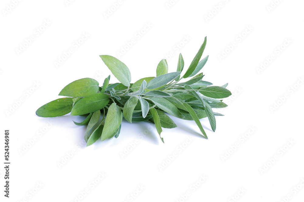 A sprig of sage with leaves. Clary, Salvia isolated on a white.