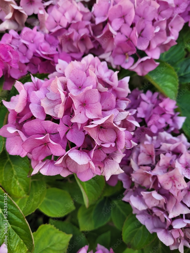 Pink hydrangea flower in the garden. Calm and relax Pink hydrangea flower in the garden. Calm and relax