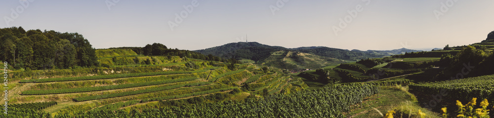 Panorama Weinanbaugebiet, Kaiserstuhl, 