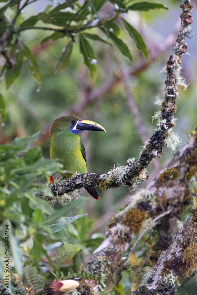 Fototapeta premium Toucan émeraude