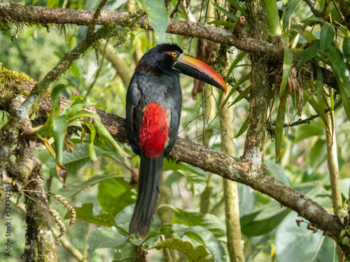 Aracari à bec de feu photo