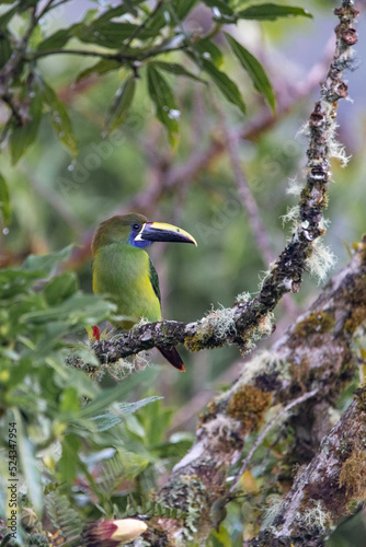 Toucan émeraude