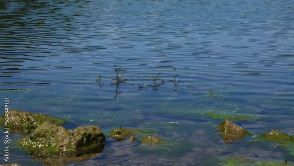 A group of beautiful common bluetails (Ischnura elegans) mating on the blue water surface. Blue-tailed damselflies sitting on a plant, having sex and flying around. Wetland scenery, summer on a lake. A group of beautiful common bluetails (Ischnura elegans) mating on the blue water surface. Blue-tailed damselflies sitting on a plant, having sex and flying around. Wetland scenery, summer on a lake.