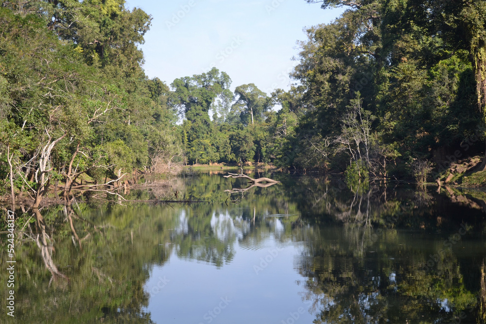 reflection of trees in the water in Cambodia reflection of trees in the water in Cambodia