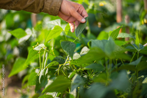 Farmer's hand touches agricultural crops close up. Growing vegetables in the garden. Harvest care and maintenance. Environmentally friendly products