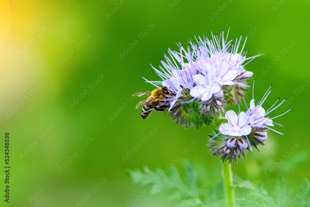 Bee and flower phacelia. Close up of a large striped bee collecting pollen from phacelia on a green background. Phacelia tanacetifolia (lacy). Summer and spring backgrounds Bee and flower phacelia. Close up of a large striped bee collecting pollen from phacelia on a green background. Phacelia tanacetifolia (lacy). Summer and spring backgrounds