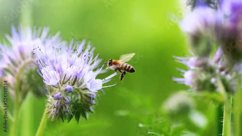 Bee and flower phacelia. Close up flying bee collecting pollen from phacelia on a sunny day on a green background. Phacelia tanacetifolia (lacy). Summer and spring backgrounds