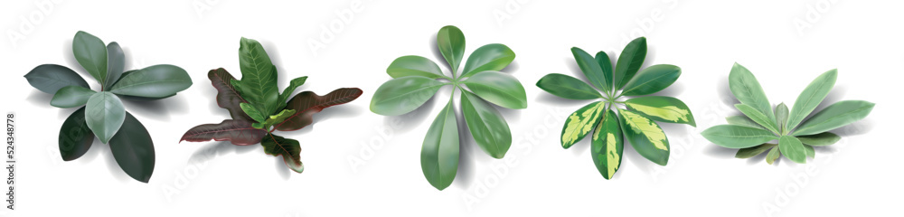 Set realistic tropical leaves on a white background. Vector illustration. Set realistic tropical leaves on a white background. Vector illustration.