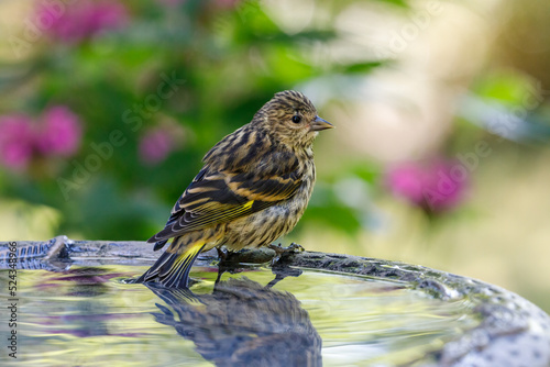 Pine Siskin perched on birdbath with tail in water and colorful background photo