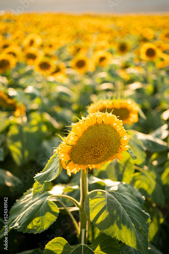 sunflower field vertical sunset