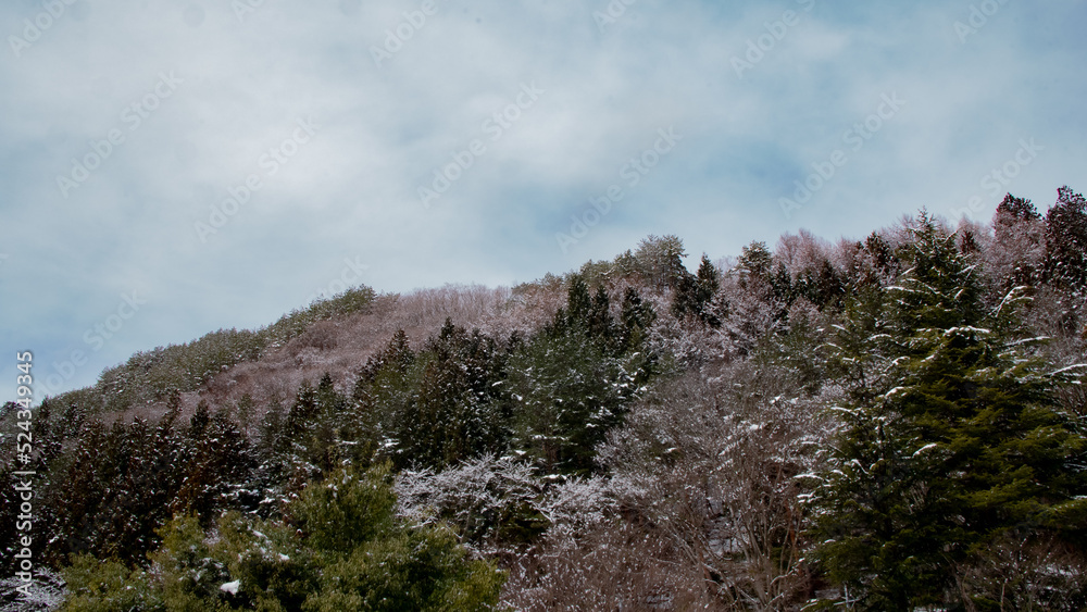 Colorful trees covered by snow and look like cherry blossoms Japan