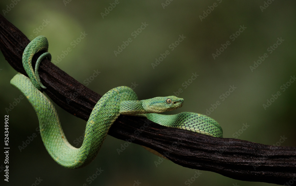 Obraz premium A Pit Viper in Costa Rica 