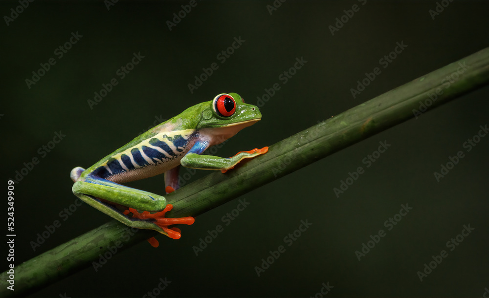 Fototapeta premium A red-eyed tree frog in Costa Rica